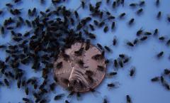 К чему снится муха по соннику Во сне много черных мух