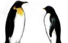 Экологические группы птиц по приспособленности к различным средам обитания Экологические группы птиц по питанию